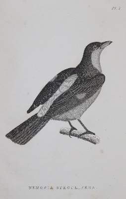 Bild Nr.2: 144-1468 Shaw,G.: (Zoologie)