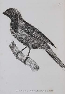 Bild Nr.3: 144-1468 Shaw,G.: (Zoologie)