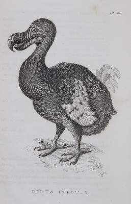 Bild Nr.8: 144-1468 Shaw,G.: (Zoologie)