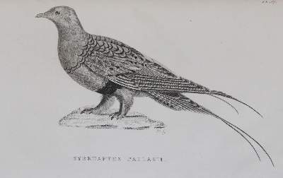 Bild Nr.9: 144-1468 Shaw,G.: (Zoologie)