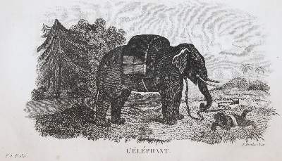 Bild Nr.4: 144-1469 Smith,T.: (Zoologie)