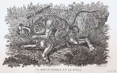 Bild Nr.5: 144-1469 Smith,T.: (Zoologie)