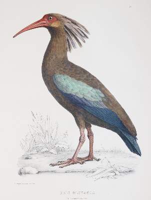Bild Nr.2: 144-1471 Du Bus (de Gisignies),B.(L.).: (Zoologie, Vögel)