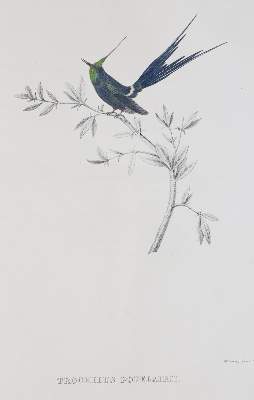 Bild Nr.3: 144-1471 Du Bus (de Gisignies),B.(L.).: (Zoologie, Vögel)