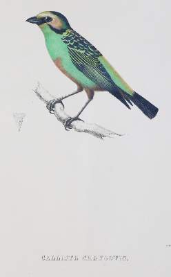 Bild Nr.4: 144-1471 Du Bus (de Gisignies),B.(L.).: (Zoologie, Vögel)