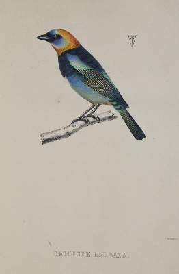 Bild Nr.6: 144-1471 Du Bus (de Gisignies),B.(L.).: (Zoologie, Vögel)