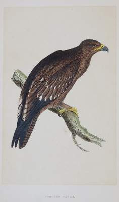 Bild Nr.2: 144-1474 Morris,F.O.: (Zoologie, Vögel)