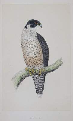 Bild Nr.3: 144-1474 Morris,F.O.: (Zoologie, Vögel)