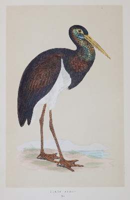 Bild Nr.9: 144-1474 Morris,F.O.: (Zoologie, Vögel)