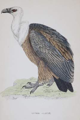 Bild Nr.1: 144-1475 Morris,F.O.: (Zoologie, Vögel)