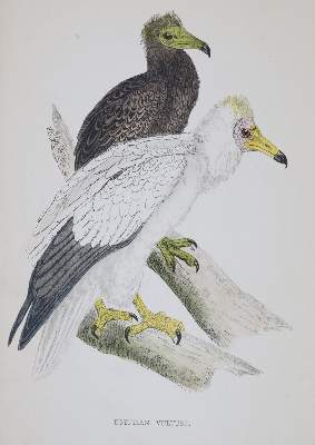 Bild Nr.2: 144-1475 Morris,F.O.: (Zoologie, Vögel)
