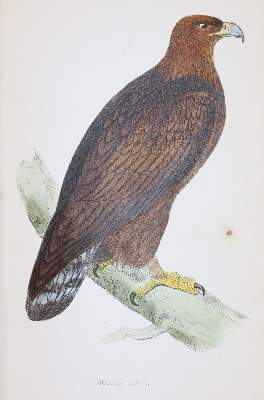 Bild Nr.3: 144-1475 Morris,F.O.: (Zoologie, Vögel)