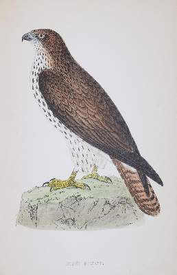 Bild Nr.4: 144-1475 Morris,F.O.: (Zoologie, Vögel)