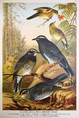 Bild Nr.4: 144-1476 Naumann,(J.A.).: (Zoologie, Vögel)