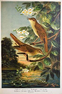 Bild Nr.5: 144-1476 Naumann,(J.A.).: (Zoologie, Vögel)