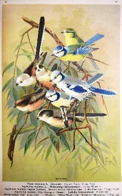 Bild Nr.7: 144-1476 Naumann,(J.A.).: (Zoologie, Vögel)