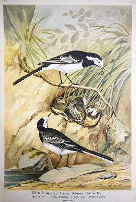 Bild Nr.8: 144-1476 Naumann,(J.A.).: (Zoologie, Vögel)