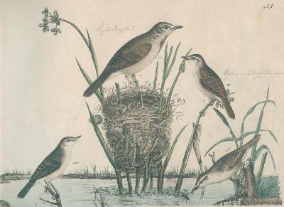 Bild Nr.1: 144-1477 Strack,F.: (Zoologie, Vögel)