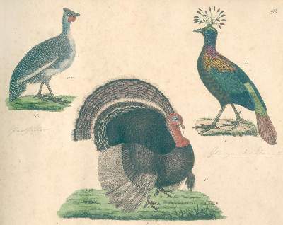 Bild Nr.2: 144-1477 Strack,F.: (Zoologie, Vögel)