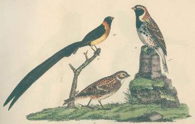 Bild Nr.3: 144-1477 Strack,F.: (Zoologie, Vögel)