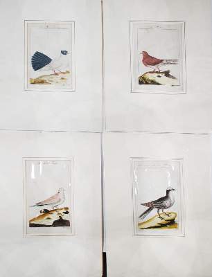 Bild Nr.3: 144-1478 Russische Tümmler.: (Zoologie, Vögel, Tauben)
