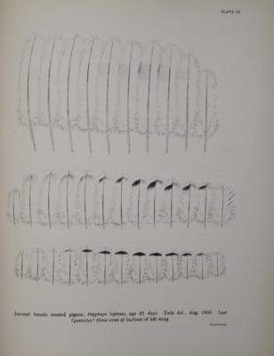 Bild Nr.3: 144-1480 Whithman,Ch.O.: (Zoologie, Vögel, Tauben)