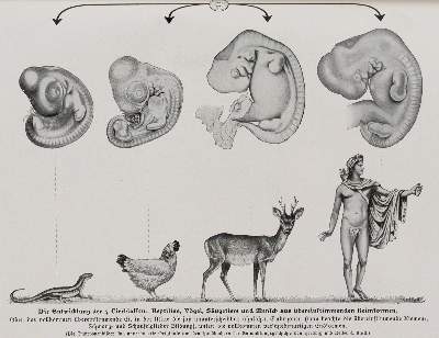 Bild Nr.1: 144-1489 Kahn,F.: (Verschiedene Gebiete - Varia, Anthropologie)