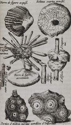 Bild Nr.2: 144-1540 Boccone,P.: (Verschiedene Gebiete - Varia, Geologie - Mineralogie u. Paläontologie)