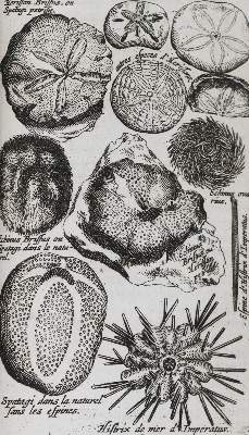 Bild Nr.3: 144-1540 Boccone,P.: (Verschiedene Gebiete - Varia, Geologie - Mineralogie u. Paläontologie)