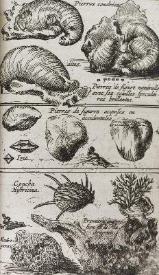 Bild Nr.4: 144-1540 Boccone,P.: (Verschiedene Gebiete - Varia, Geologie - Mineralogie u. Paläontologie)