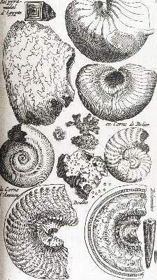 Bild Nr.5: 144-1540 Boccone,P.: (Verschiedene Gebiete - Varia, Geologie - Mineralogie u. Paläontologie)
