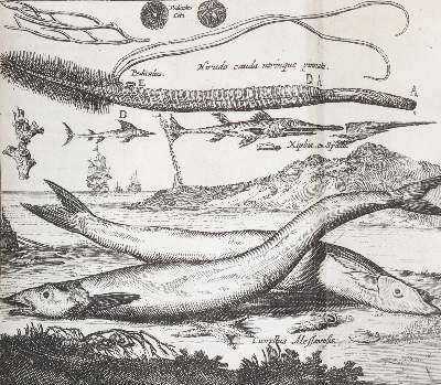 Bild Nr.6: 144-1540 Boccone,P.: (Verschiedene Gebiete - Varia, Geologie - Mineralogie u. Paläontologie)