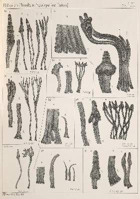 Bild Nr.1: 144-1544 Reinsch,P.F.: (Verschiedene Gebiete - Varia, Geologie - Mineralogie u. Paläontologie)