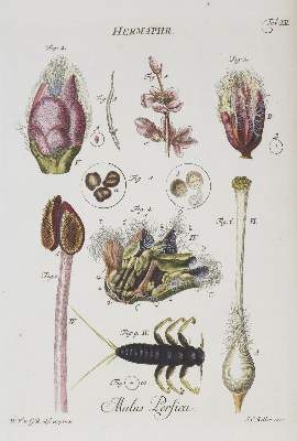 Bild Nr.1: 144-1618 Gleichen-Rußwurm,W.F.v.: (Verschiedene Gebiete - Varia, Mikrokosp)