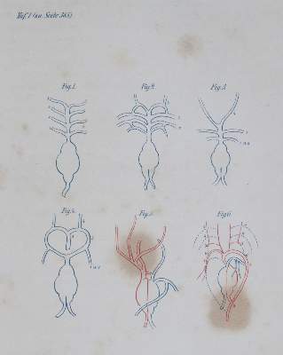 Bild Nr.4: 144-1638 Ratzel,F.: (Verschiedene Gebiete - Varia)