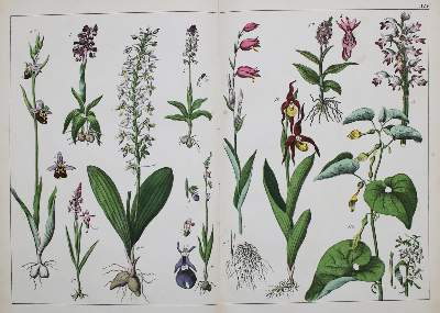 Bild Nr.11: 144-1649 Schubert,G.H.v.: (Verschiedene Gebiete - Varia)