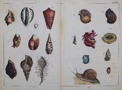 Bild Nr.5: 144-1649 Schubert,G.H.v.: (Verschiedene Gebiete - Varia)