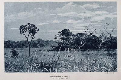 Bild Nr.3: 144-1681 Stuhlmann,F.: (Afrika)