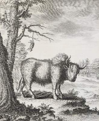 Bild Nr.3: 144-1704 (Schwabe,J.J. Hrsg.).: (Amerika)