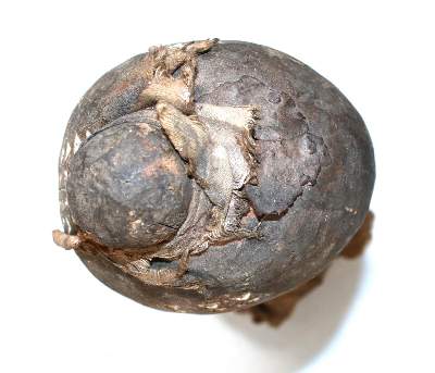 Bild Nr.3: 144-2366 Lobi Burkina Faso.: (Afrika)