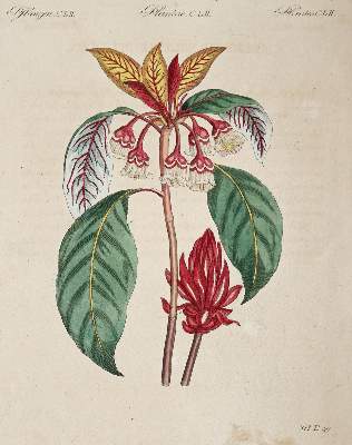 Bild Nr.1: 144-2767 Bertuch, Johann Friedrich Justin: (Varia)