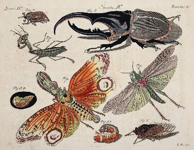 Bild Nr.11: 144-2767 Bertuch, Johann Friedrich Justin: (Varia)