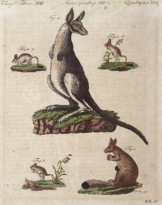 Bild Nr.13: 144-2767 Bertuch, Johann Friedrich Justin: (Varia)