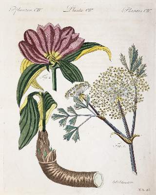 Bild Nr.3: 144-2767 Bertuch, Johann Friedrich Justin: (Varia)