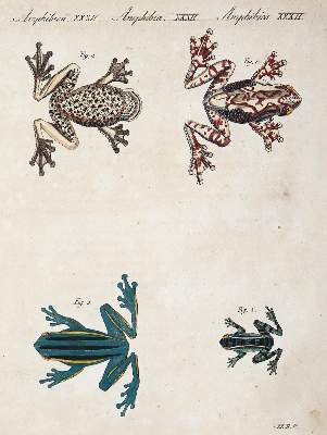 Bild Nr.4: 144-2767 Bertuch, Johann Friedrich Justin: (Varia)