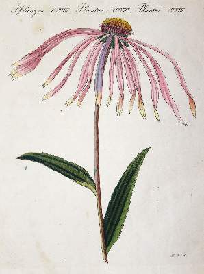 Bild Nr.5: 144-2767 Bertuch, Johann Friedrich Justin: (Varia)