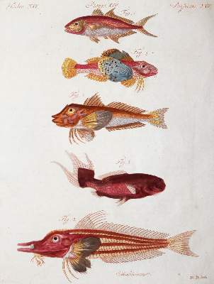 Bild Nr.6: 144-2767 Bertuch, Johann Friedrich Justin: (Varia)