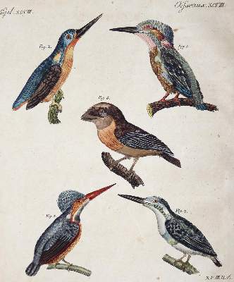 Bild Nr.7: 144-2767 Bertuch, Johann Friedrich Justin: (Varia)