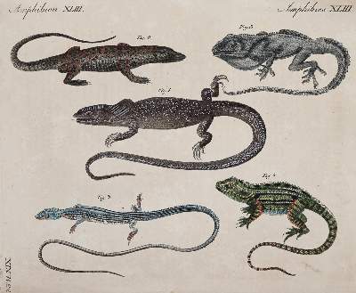 Bild Nr.8: 144-2767 Bertuch, Johann Friedrich Justin: (Varia)