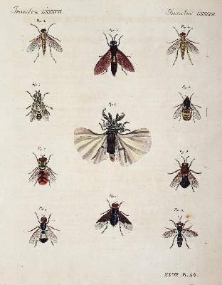 Bild Nr.9: 144-2767 Bertuch, Johann Friedrich Justin: (Varia)